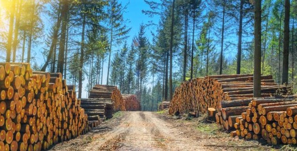 Featured image for “Nabídka zaměstnání — Lesy města Brna”